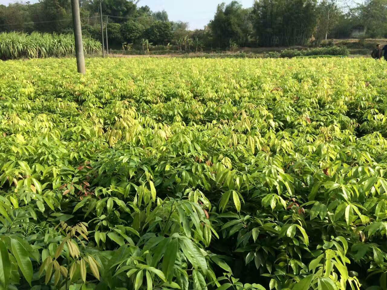 无核荔枝苗种植基地,展示荔枝苗在阳光下的生长状态 无核荔枝苗种植基地