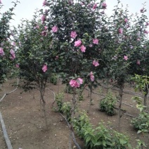 红花木槿树4~6cm4cm以下2.5~3米