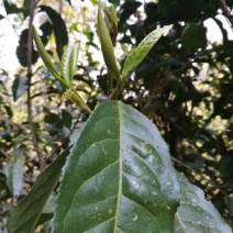 古树普洱茶一级