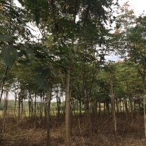 黄山栾树