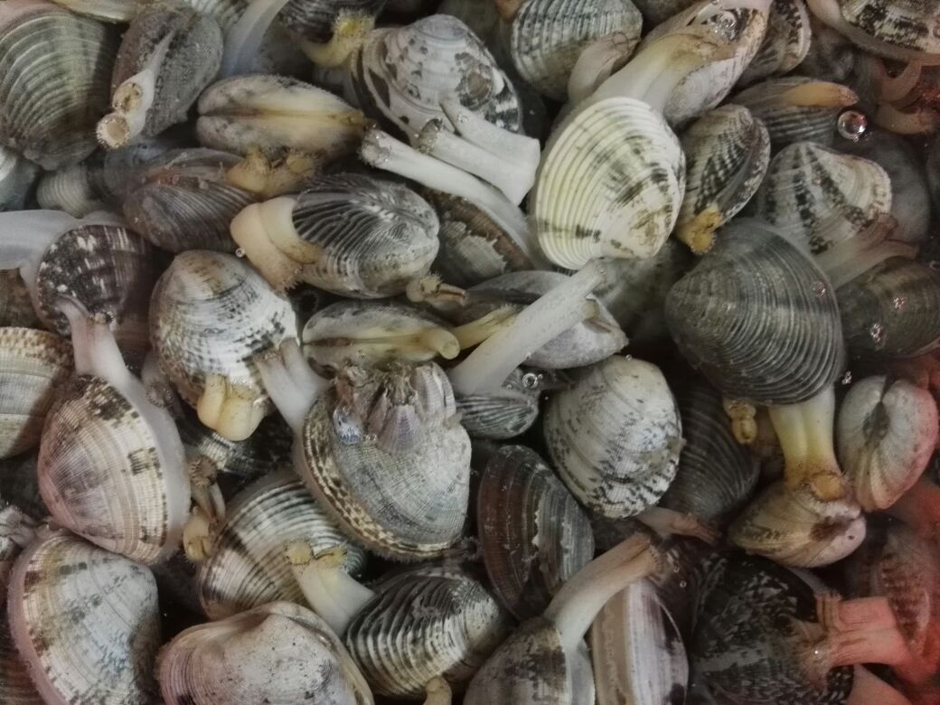 新鲜与死亡花蛤的对比图