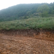 本山茶二级