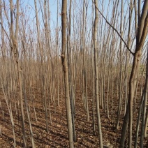 栾树8~10cm4~6cm3~3.5米