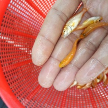 红鲤鱼苗，大量批发，欢迎订购。。。。。。