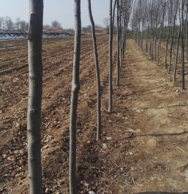 出售红叶李,胸径6公分,1.5米截杆.树形优美价格美丽.