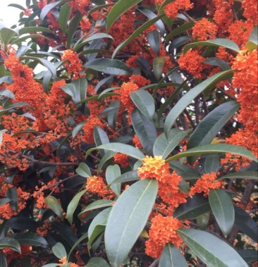 [桂花苗批发]血桂苗价格9.00元/棵 - 一亩田