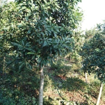 杨梅树湖南杨梅树基地直销移植全冠