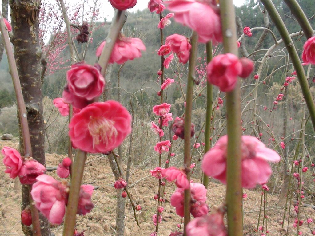 松红梅盛开特写