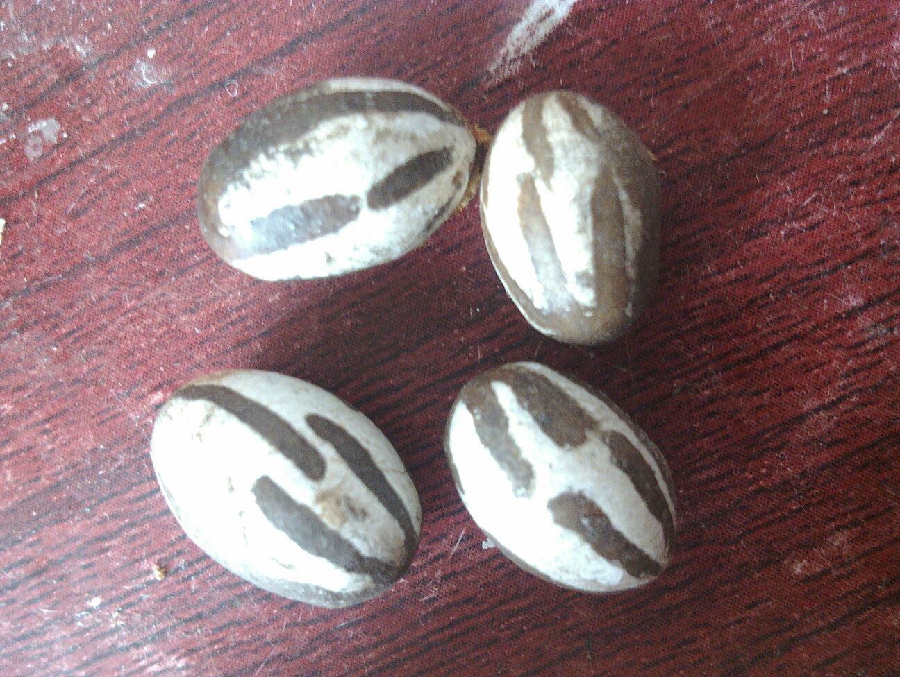 八角(左)与野八角(右)对比,八角果实为8个角,表面光滑;野八角果实角数不固定,表面粗糙且有毒 八角与野八角对比图