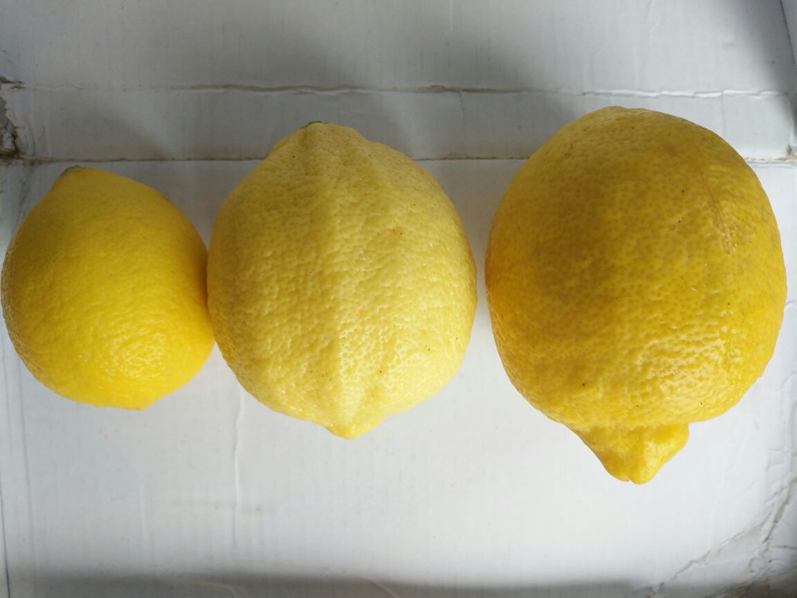 刺梨与柠檬实物对比图