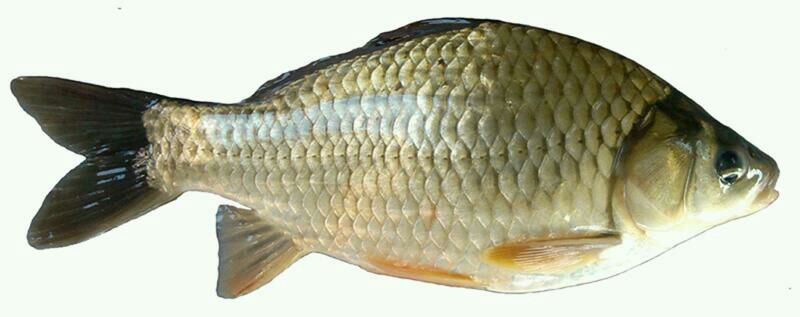 一条体型匀称、体表光滑的脆鲩成鱼,在清水中游动,背部呈青灰色,腹部银白,尾鳍有力摆动,显示健康活力状态 脆鲩成鱼特写