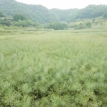 压榨菜籽油三级