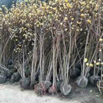 结香花80~100cm