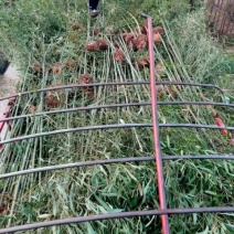 绿竹1cm2cm3cm4cm