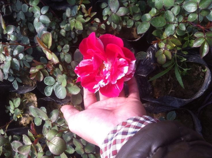 大花月季与果汁阳台对比图