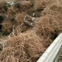 高产连翘苗50~60cm