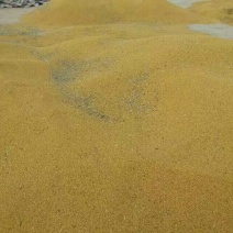 油菜籽1