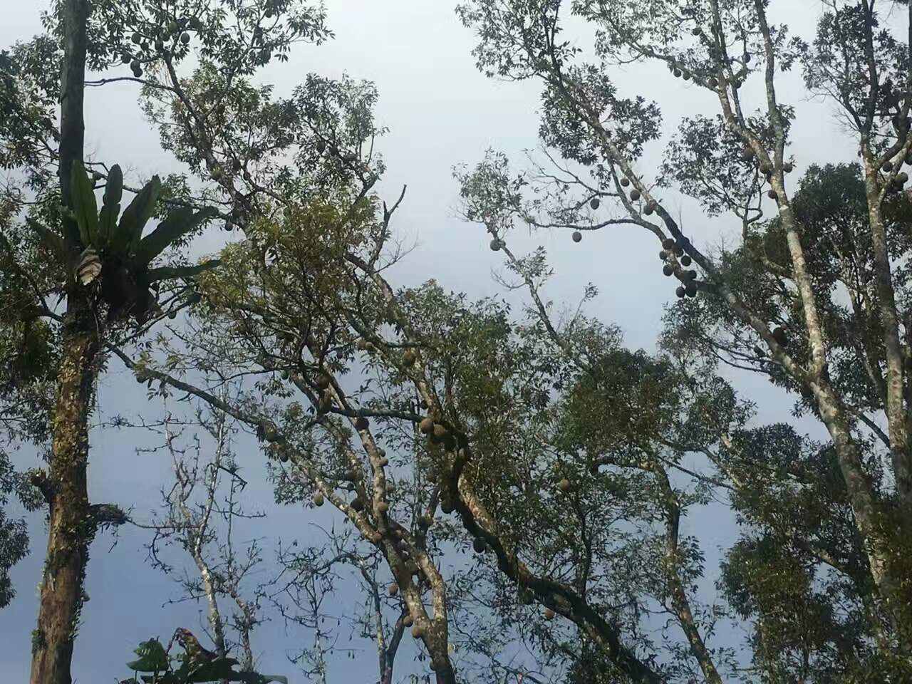金枕榴莲成熟季节