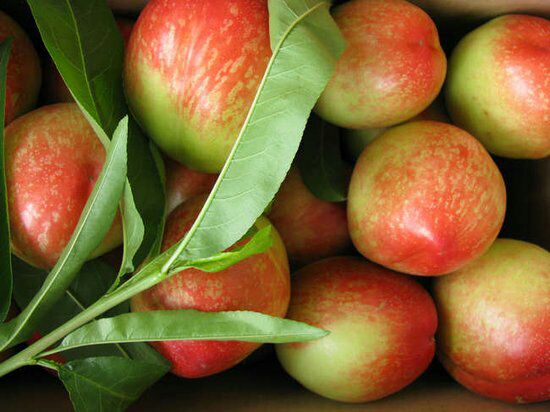 果园采摘与包装场景