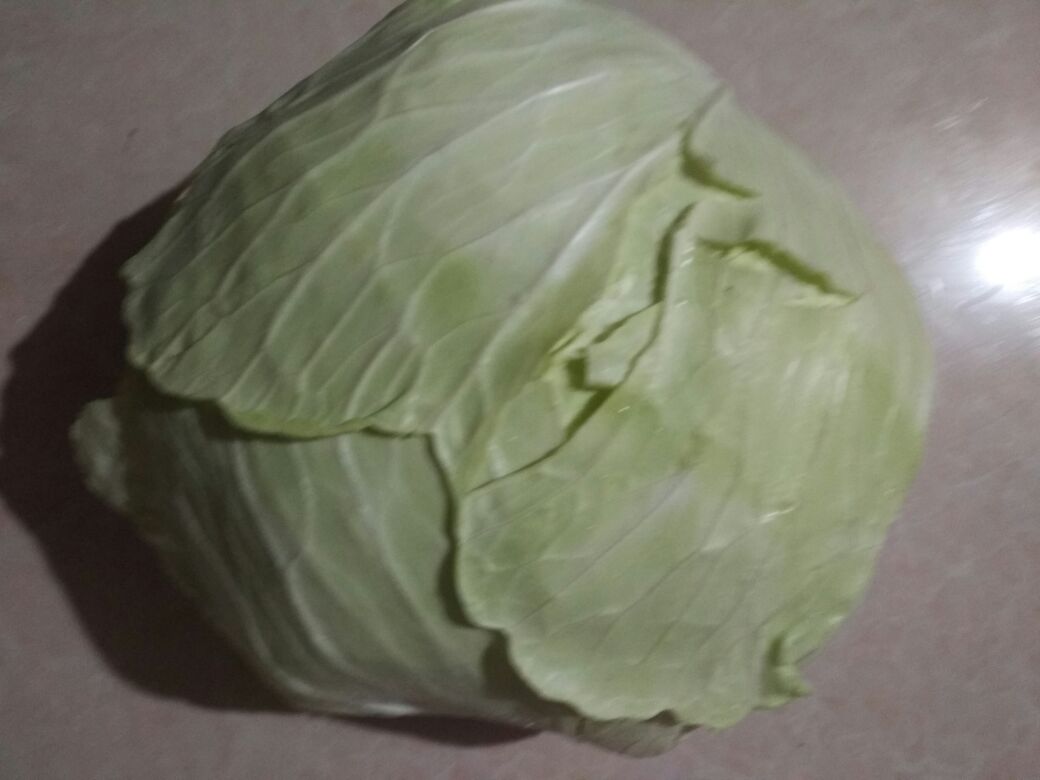 展示一株完整的皱叶甘蓝植物,叶片呈深绿色并带有明显的波浪边缘,背景为田园环境 皱叶甘蓝植物图