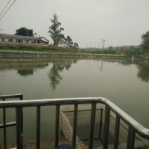 鲫鱼垂钓