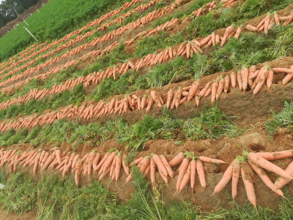 菜花采收后分级包装现场