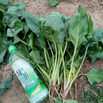 越冬菠菜25~30厘米