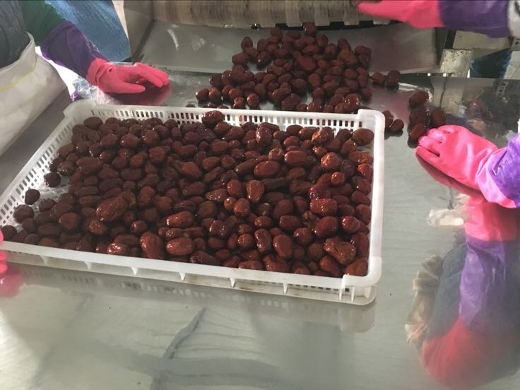 交城县骏枣加工厂,工人正在进行分级与包装 交城骏枣加工车间