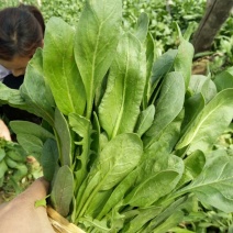小叶菠菜30~35厘米