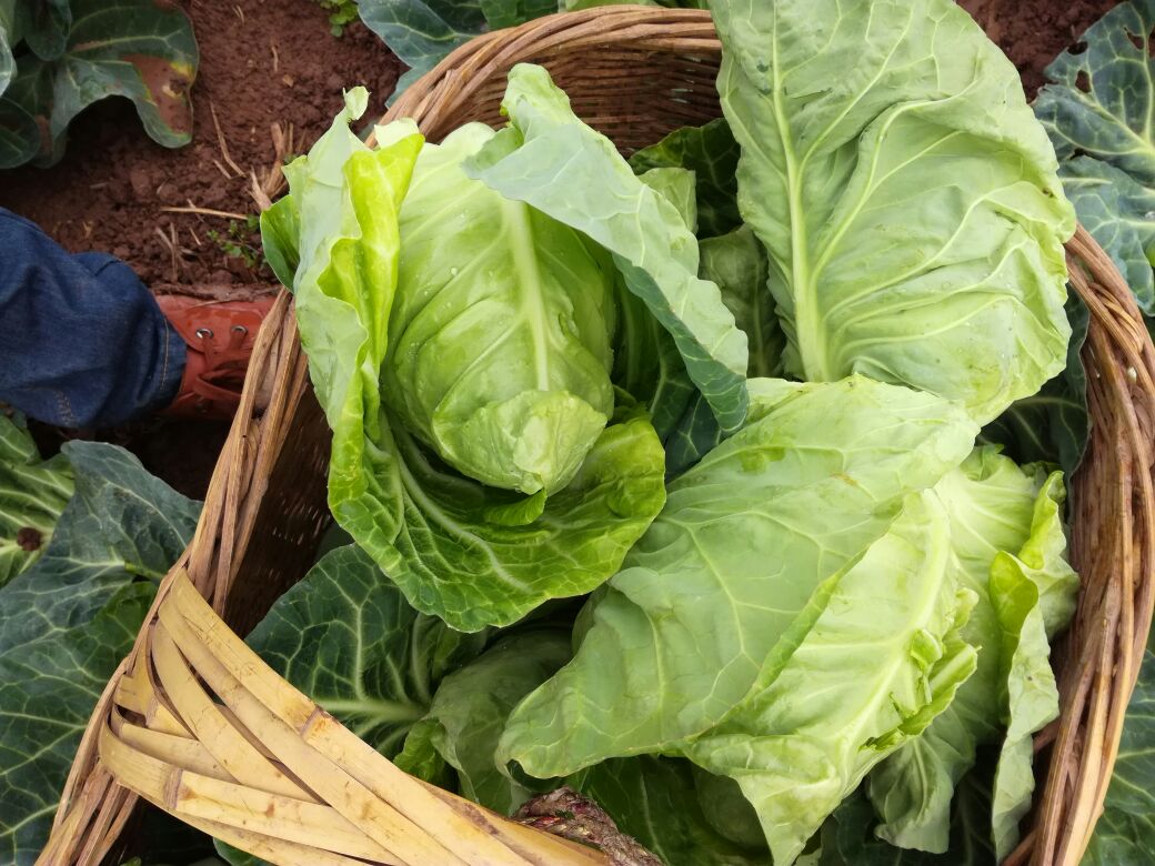 牛心甘蓝实物图