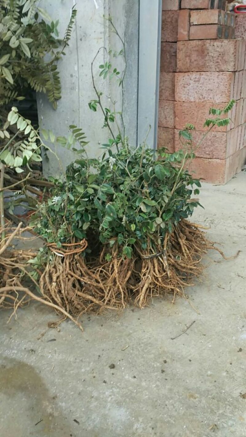 山豆根鲜货根块家种达到4年以上