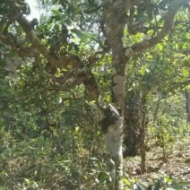普洱茶