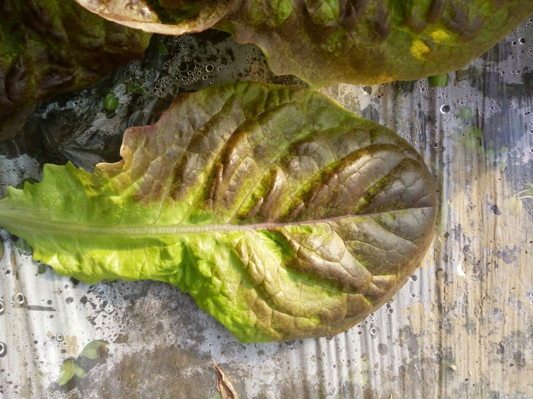 近距离拍摄的散叶生菜叶片,展示其细腻的叶脉纹理、微带光泽的表面及边缘轻微卷曲的特征,背景虚化突出叶片质感,光线柔和 散叶生菜叶片细节图