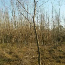 柳树10~12cm8~10cm2.5~3米