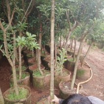 杨梅树171~200cm