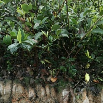 油茶苗三年生12X15容器，华硕，华星，华鑫湘林糸，