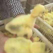 鹅苗250g以下