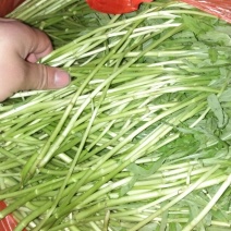芦篙
