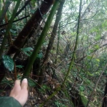 苦竹3~4m