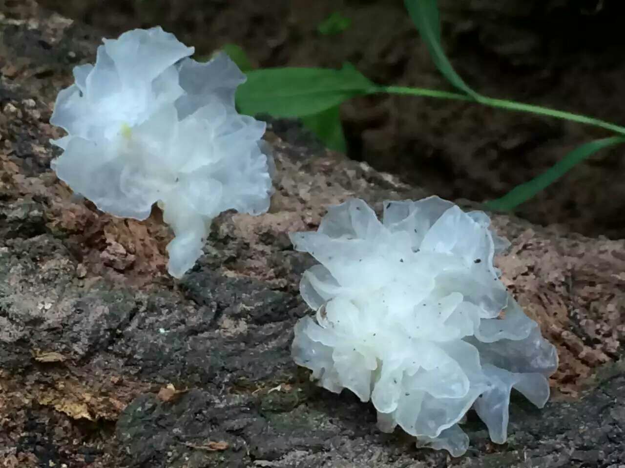 椴木银耳生长于天然椴木上