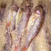 干虾