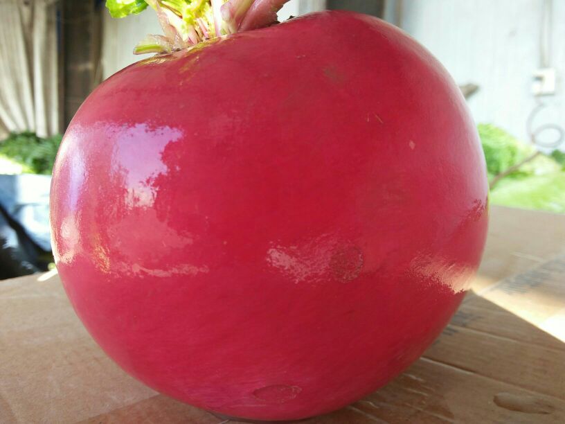 红皮萝卜的外观特写,展示其鲜红的表皮和洁白的果肉 红皮萝卜的外观特写