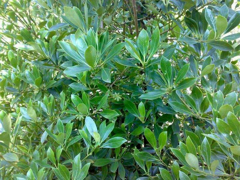 红花八角叶生长在湿润的林间,叶片呈深绿色,边缘带有红晕 红花八角叶的自然生长环境