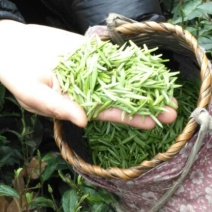 老树茶特级