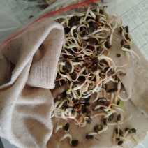 黄芪种子80%以上