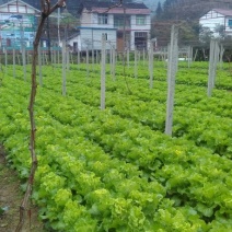 白菜苔10~15厘米