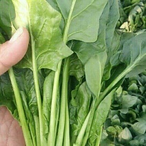 大叶菠菜25~30厘米