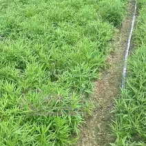 芦篙20公分高苗子地栽