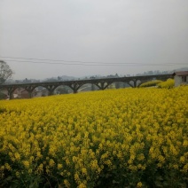 油菜籽1