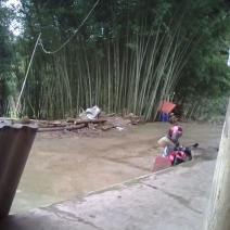金竹4~5m